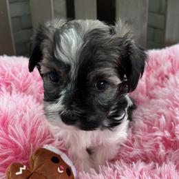 Lola - Black and tan female Havanese puppy in Pima County, Arizona from Havanese of the Sonoran Desert