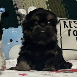 Poodles and Shih Tzus from Pauley’s Shihtzus and Poodles