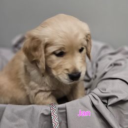 Jan - Light golden female Golden Retriever puppy in Post Falls, Idaho from Majestic Golden Retrievers