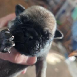Boy 2 - Fawn male Pug puppy in Madera, California from Hills Pugs