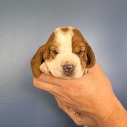 Marcie - Mahogany and white female Basset Hound puppy in Bellaire, Ohio from Blessed Bassets