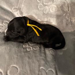 Yellow (name to come) - Black male Goldendoodle puppy in Glen Daniel, West Virginia from Dani’s Doodles