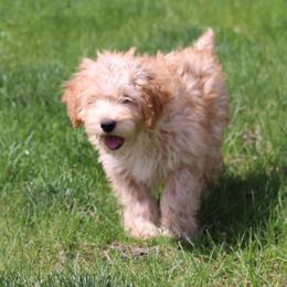 Kit - Cream male Whoodle puppy in West Bend, Iowa from Blue Skies Terriers