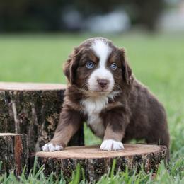 Titan - Red merle male Miniature Australian Shepherd puppy in White Oak, Texas from Triple Lake Ranch Miniature Australian Shepherds