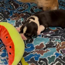 AKC Light Green Tri - Black and tan male Pembroke Welsh Corgi puppy in Summerfield, Florida from Promise Land Farm