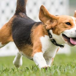 Truffles - Beagle