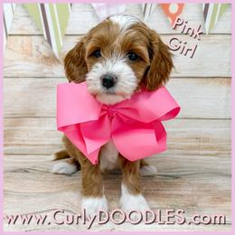Pink Girl - Red  female Goldendoodle puppy in Taneytown, Maryland from Curlydoodles