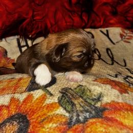 Boy 1     1900.00 - Liver male Shih Tzu puppy in Wooster, Ohio from Mending Hearts Shih Tzu's