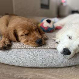 Golden Retriever Puppies from Golden Haven
