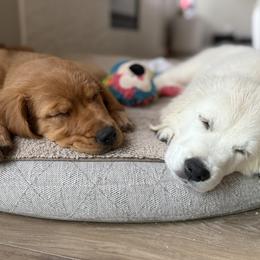 Golden Retriever Puppies from Golden Haven