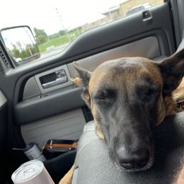 Belgian Malinois All Grown Up from Detto Fatto Malinois