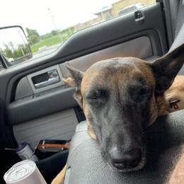 Belgian Malinois All Grown Up from Detto Fatto Malinois