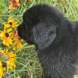 Newfoundland Puppies from CBN