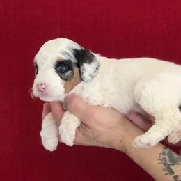 Minerva - Minni - Blue merle female Bernedoodle puppy in Milton, Florida from Sutton Place Doodles