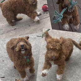 Ruby - Goldendoodle