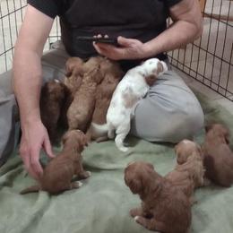 Cavapoos and English Springer Spaniels from Smokey Hollow Puppies