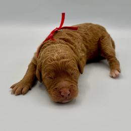Martini - Apricot female Goldendoodle puppy in Mount Pleasant, Tennessee from Doodle My Heart