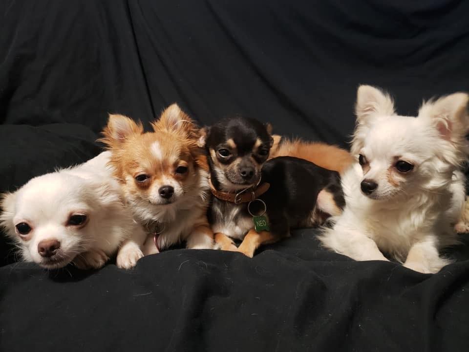 Chi-chihuahuas in Washington | Chihuahua puppies | Good Dog