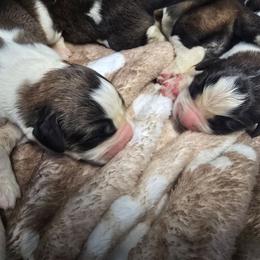 Girl 1 - Red and white female Saint Bernard puppy in Castle Rock, Washington from PNW Saint Berdoodles