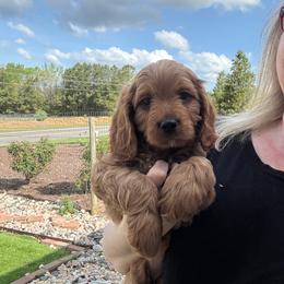 Boy 1 - Red male Cavapoo puppy in Youngsville, North Carolina from Blackberry Hill Doodles