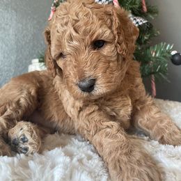Goldendoodle Puppies from Ice Family Goldendoodles
