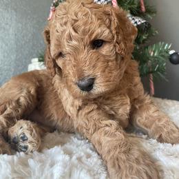 Goldendoodle Puppies from Ice Family Goldendoodles