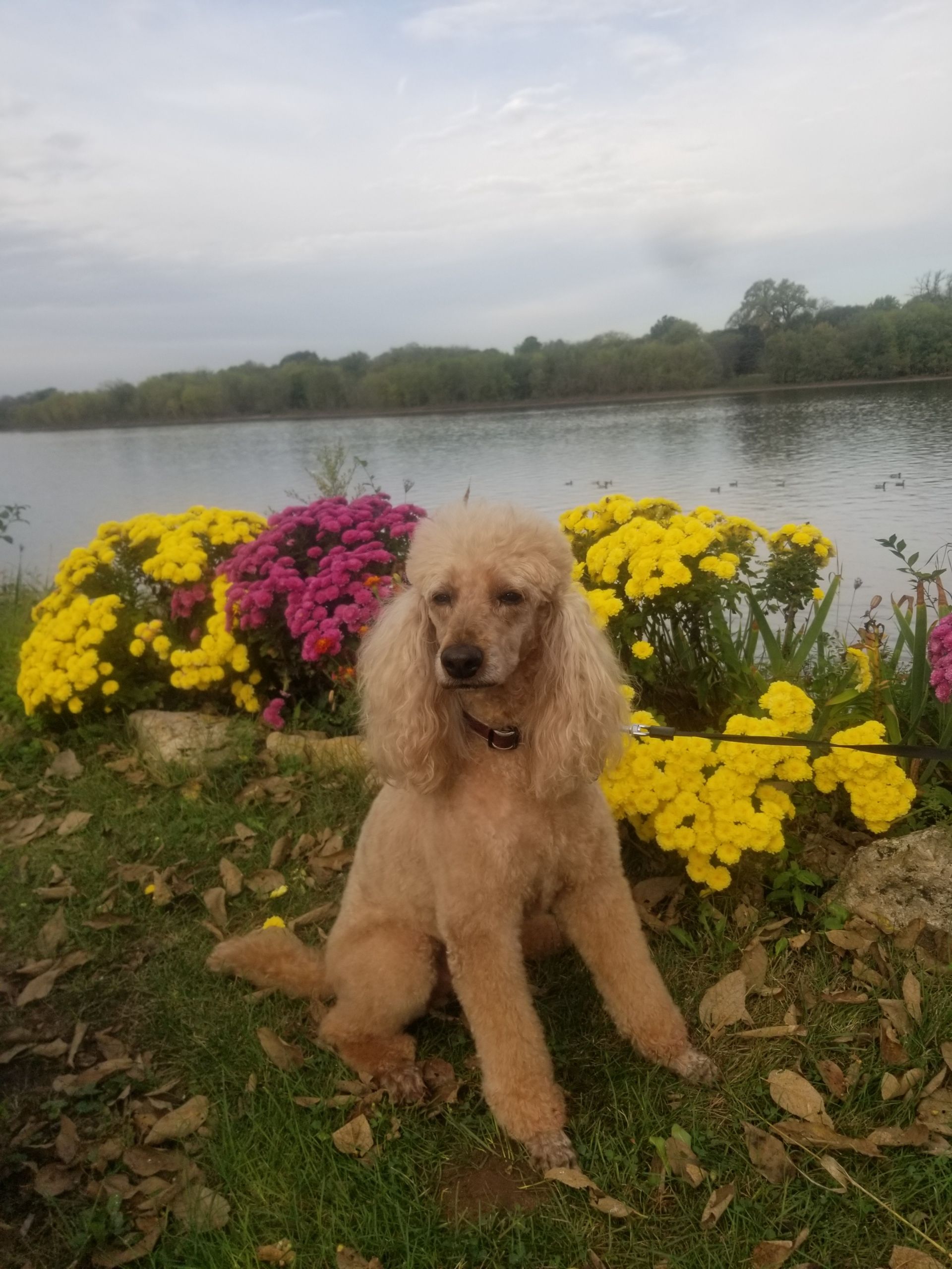 Leah's Standard Poodles in Illinois Poodle puppies Good Dog