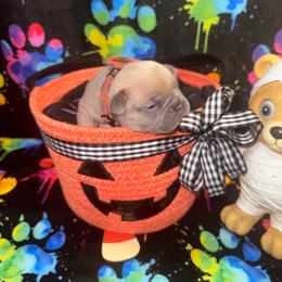 Designer Famous - Blue fawn male French Bulldog puppy in Fort Wayne, Indiana from Jack & Ruby’s Frenchies