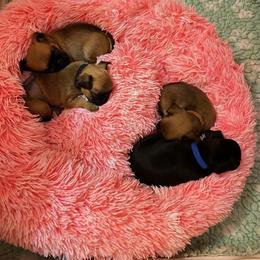Brussels Griffon puppies from Robin’s Griffons