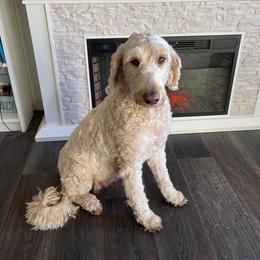 Kaia - Goldendoodle