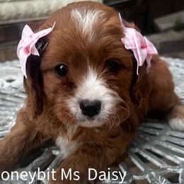 Daisy - Red female Cavapoo puppy in Maple Grove, Minnesota from Honey Bit Kennels