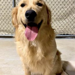 Golden Retrievers from Golden Willows