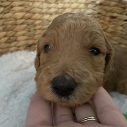 Goldendoodle Puppies from Edge Farm Goldendoodles