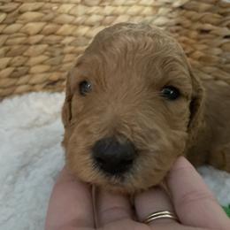 Goldendoodle Puppies from Edge Farm Goldendoodles