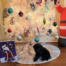 Indy - Black and white female Aussiedoodle puppy in Lavonia, Georgia from H & A Kennels