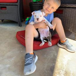 American Staffordshire Terrier Puppies from America's Best