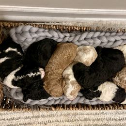 Girl 3 - Poodle puppy in Durham, North Carolina from Brightleaf Goldendoodles
