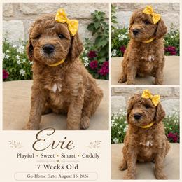 Evie - Red  female Goldendoodle puppy in Los Gatos, California from Willow & Rose Doodles