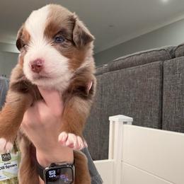 Bitsy - Red merle female Miniature Australian Shepherd puppy in Sweeny, Texas from Peach Creek Minis
