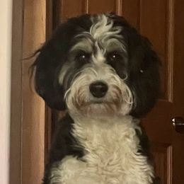 Roxie - Bernedoodle