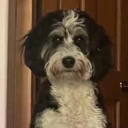 Roxie - Bernedoodle