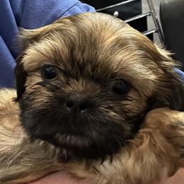 Zeus - Brindle male Shih Tzu puppy in Boaz, Alabama from Happy Haven Farm