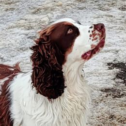 Ember - English Springer Spaniel