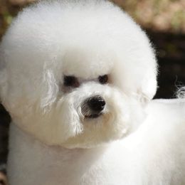 Bichon Frises from Siren Bichon Frise