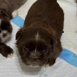 Teddy - Liver male Shih Tzu puppy in Berkeley Springs, West Virginia from Sandridge Shih Tzus