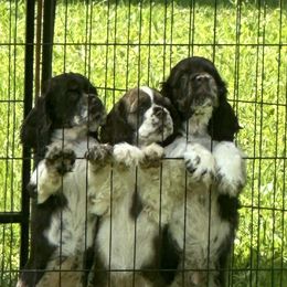 Cocker Spaniel puppies from AK Another Shot Kennel