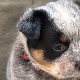 Girl 1 - Blue Australian Cattle Dog puppy in Genoa, Nevada from Mountain Blue Heelers