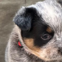 Girl 1 - Blue Australian Cattle Dog puppy in Genoa, Nevada from Mountain Blue Heelers