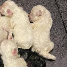 Companion Crosses and Maltese from For The Luv of Pawz