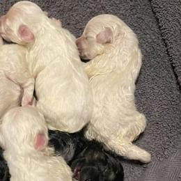 Companion Crosses and Maltese from For The Luv of Pawz